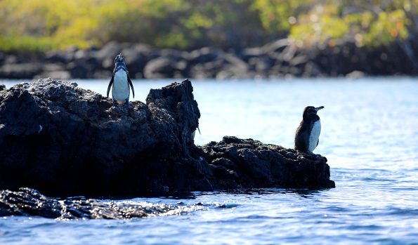 Descubriendo las Maravillas Submarinas
